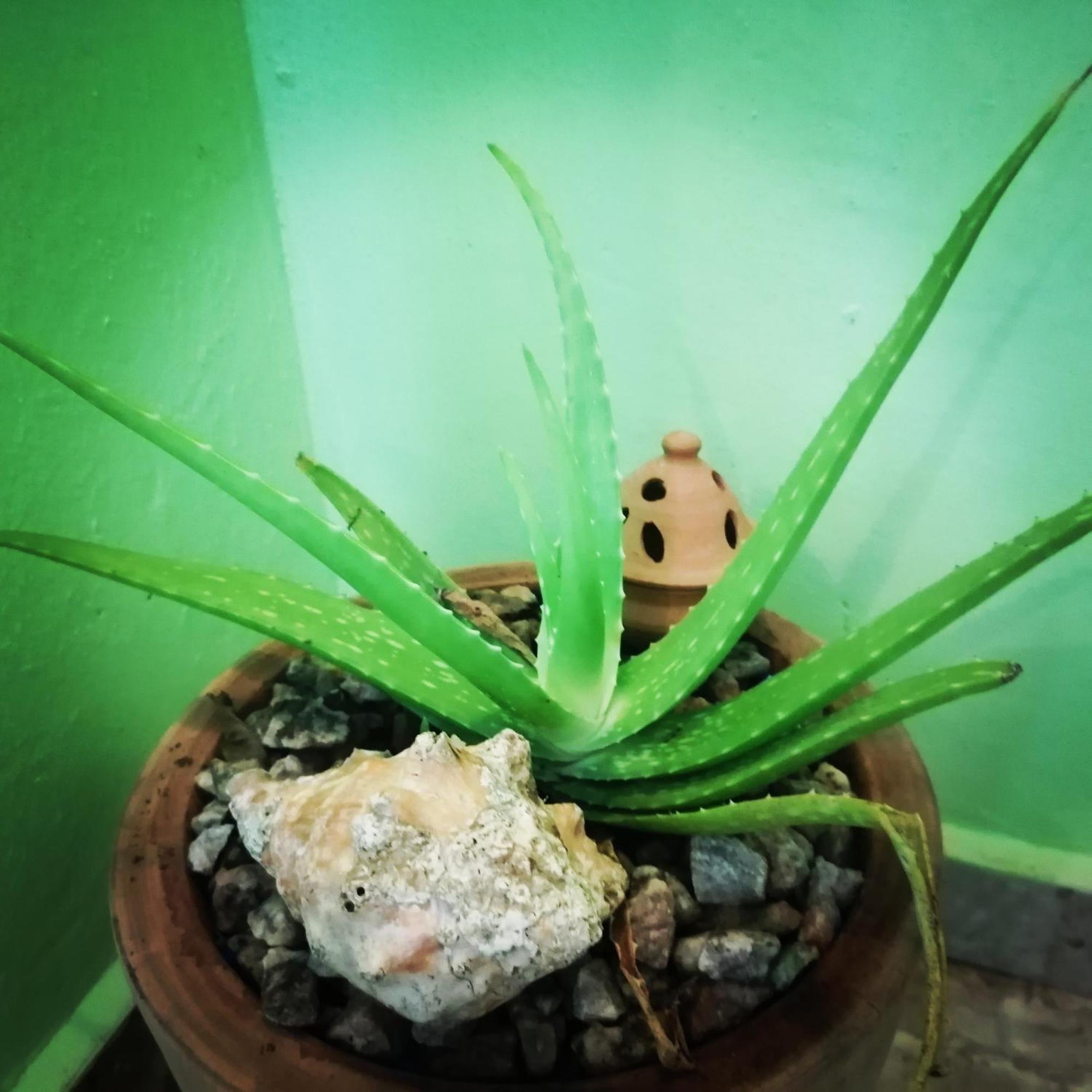 Scorpion Hill Lodge Busua Bilik gambar
